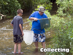 Native Fish Collecting