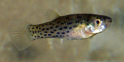 Jenynsia-lineata-web.jpg