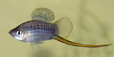 Xiphophorus-nezahualcoyotl-male-web.jpg