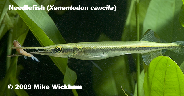 Needlefish.jpg