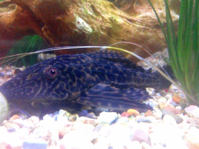 Pleco.jpg