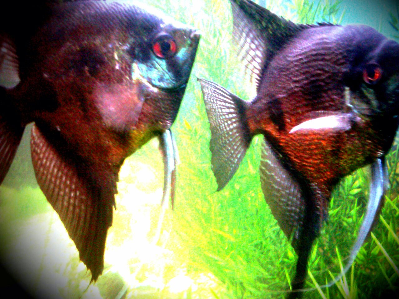 My Angels.jpg