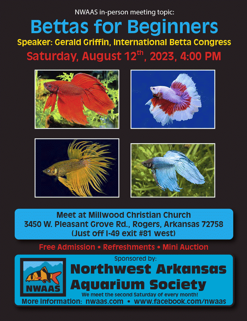 Gerald_Griffin_Bettas_for_Beginners.png