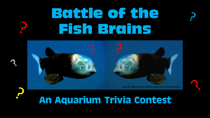 Battle-of-the-Fish-Brains.png