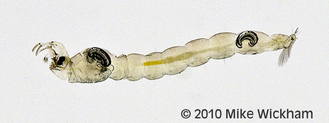 glassworm.jpg